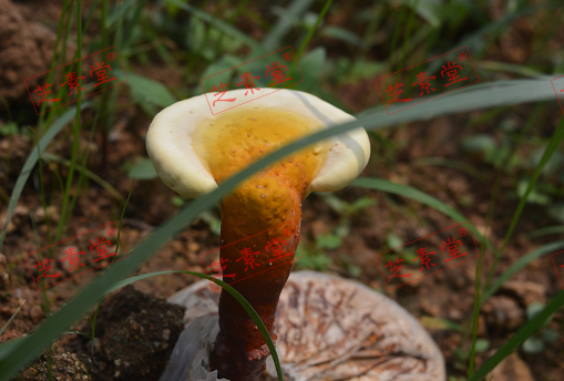 寿仙谷灵芝孢子粉怎么这么贵呢？