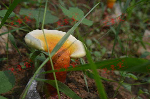东北灵芝孢子粉的价格一般多少钱?
