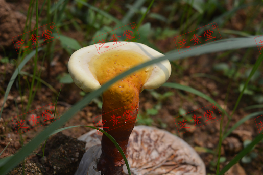 正常人可以吃破壁灵芝孢子粉吗？安全吗？