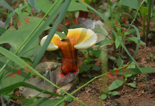 线油灵芝孢子粉多少钱一盒呢？