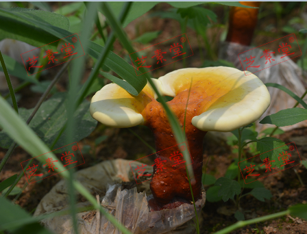 线油灵芝孢子粉是什么东西到底？