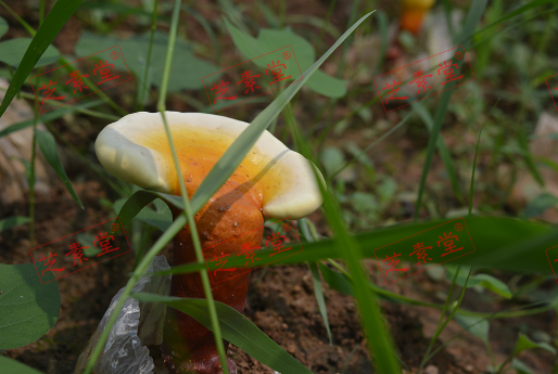 线油灵芝孢子粉价格多少呢？