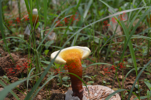 哪里可以买到正宗灵芝孢子粉呢？