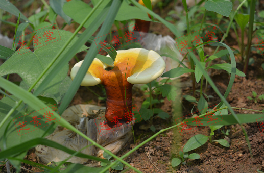 破壁灵芝孢子粉可以排毒吗？