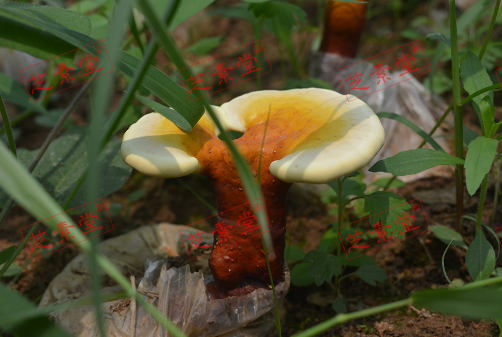 灵芝孢子粉能不能吃呢？