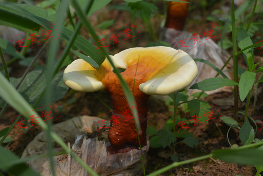 灵芝孢子粉每天吃多少量合适一些？