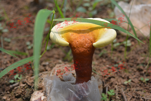 灵芝孢子粉能外用吗？