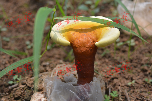 灵芝孢子粉怎样吃好一些？