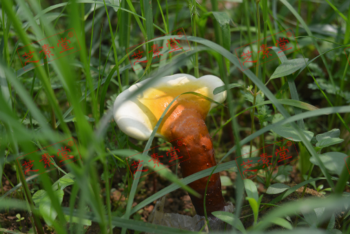 灵芝孢子粉食用方法你知道吗？