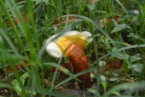 灵芝孢子粉多少一斤呢？