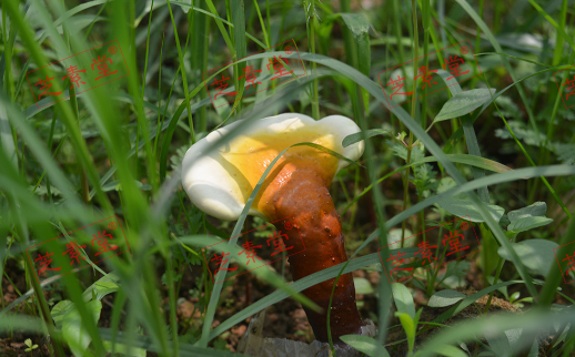 灵芝粉和灵芝孢子粉哪个更好呢？
