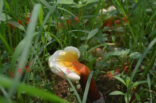 孕妇吃灵芝孢子粉流产怎么回事？