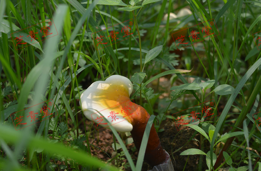 灵芝孢子粉可以炖汤吗？