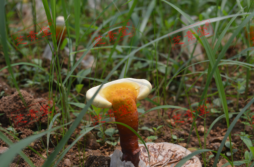 灵芝孢子粉怎么喝好一些？