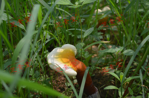 吃灵芝孢子粉要注意什么呢？