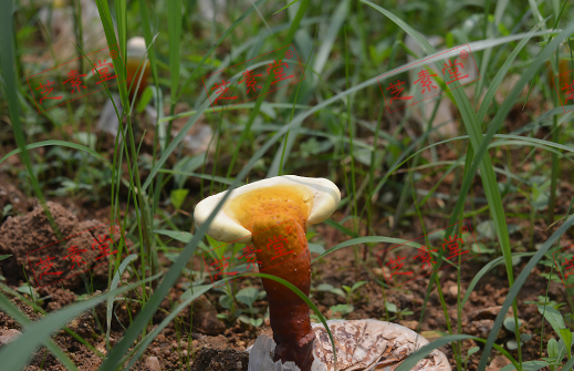 灵芝孢子粉晚上怎么吃啊？