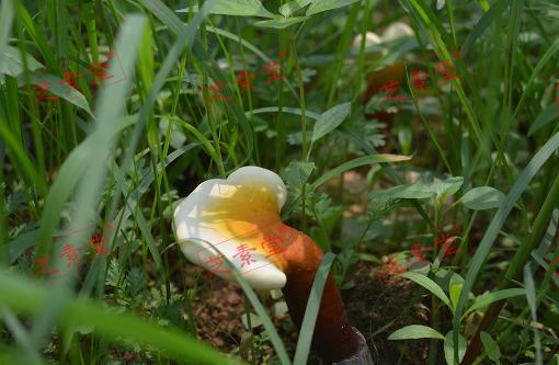 一灵芝孢子粉怎么吃好呢？
