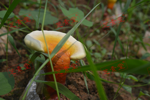 灵芝孢子粉应该怎么吃好？