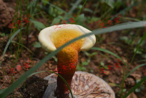 蜂蜜能和灵芝孢子粉一起吃吗？