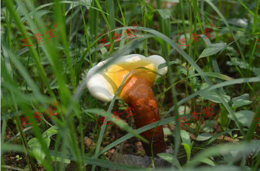 长白山仙草之首灵芝孢子粉的价格多少呢？