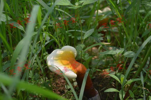 长白山仙草之首灵芝孢子粉多少钱呢？