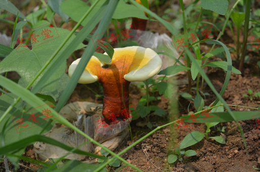 灵芝孢子粉一次喝几勺比较好呢？
