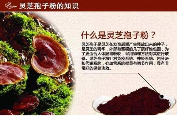 灵芝对肺癌晚期的病人有用吗？我觉着这款产品就很适合。