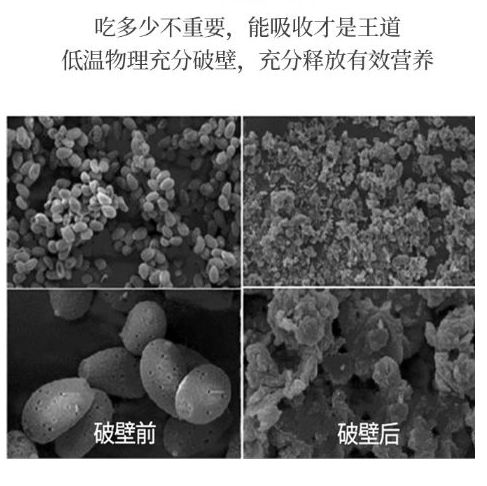 灵芝孢子粉破壁和不破壁的区别？你们知道区别了吗？