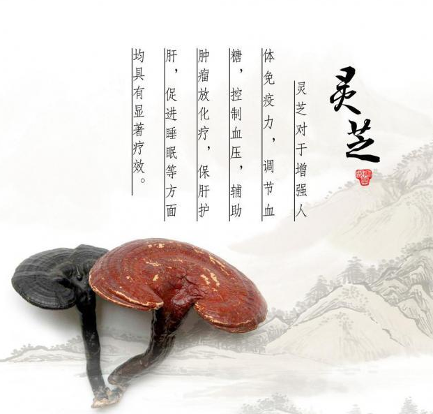 破壁灵芝孢子粉哪个牌子比较好？如何来选择！