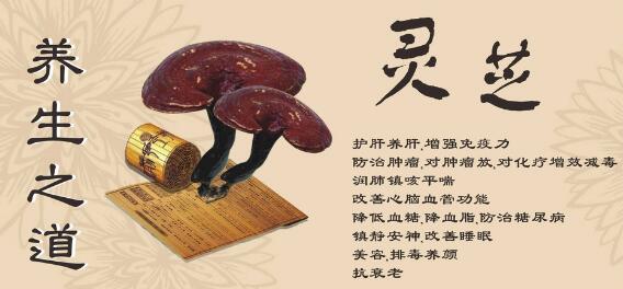 灵芝孢子粉有什么用途