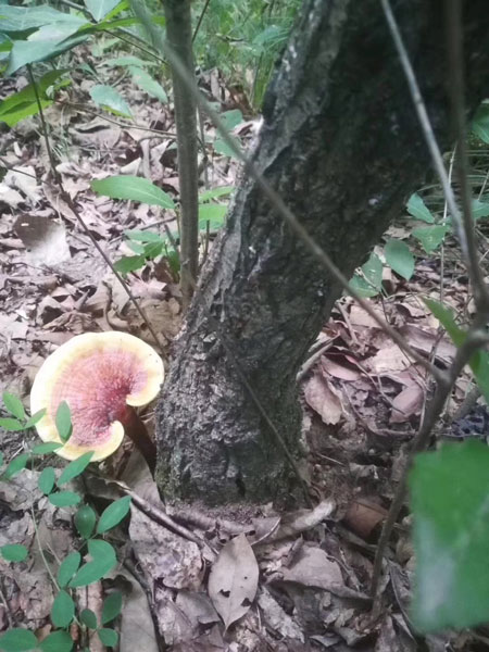 30岁的女人长期吃灵芝孢子粉的好处