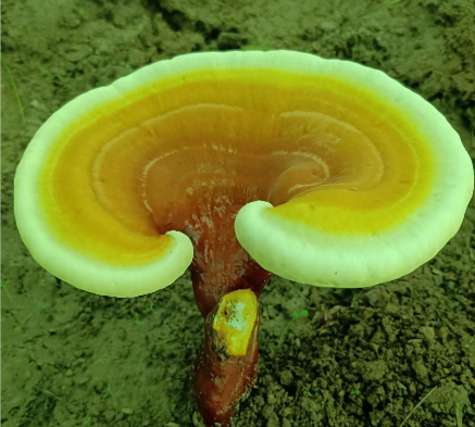 灵芝孢子粉可以治疗湿气过重吗?差点错过！