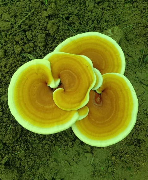 灵芝孢子粉的功效有哪些？看看你清楚吗？