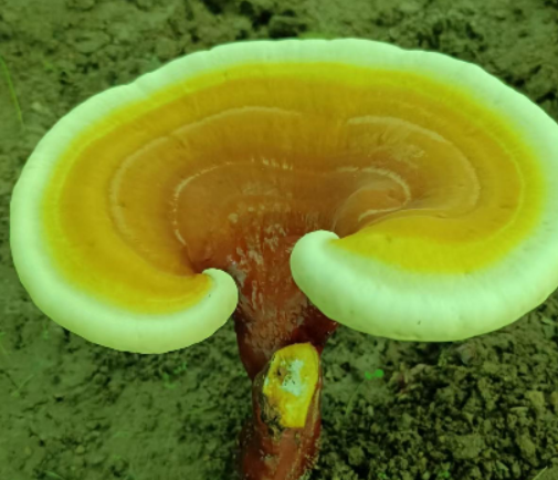 灵芝孢子粉哪的好？选灵芝孢子粉要看着点！