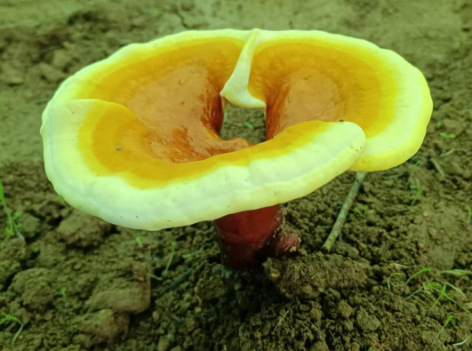 灵芝孢子粉长期吃有哪些好处？差点错过！