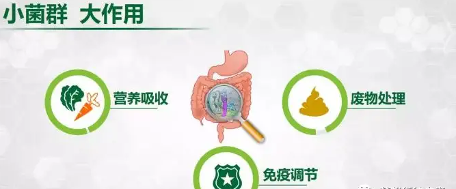益生菌对老年人的健康作用是什么？你清楚地了解么？