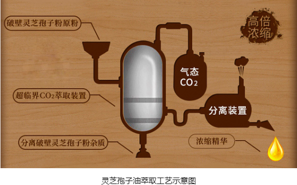 灵芝孢子油萃取工艺图.png 灵芝孢子油萃取工艺图.png