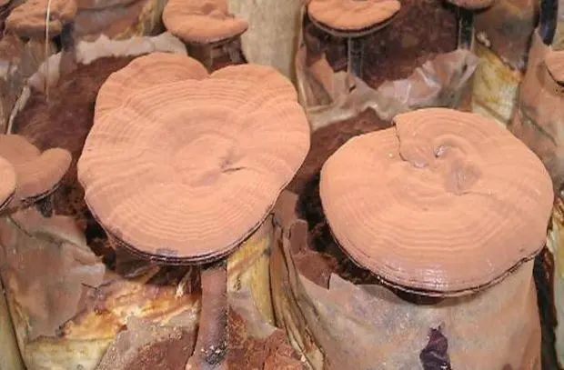灵芝孢子粉哪里可以买得到？95%的人都买错了，听听专家怎么说
