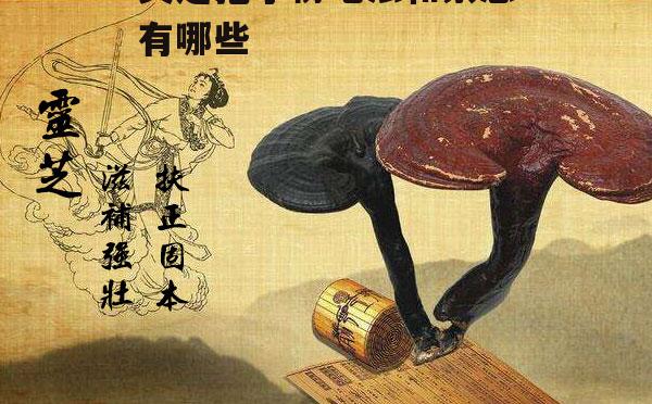 灵芝孢子粉吃法和禁忌有哪些？你真的知道吗？