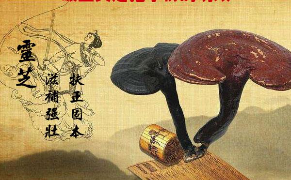 破壁灵芝孢子粉的功效，你不知道的一些知识！