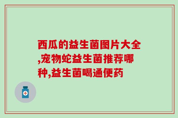 仓鼠的益生菌该怎么弄好(如何正确给仓鼠添加益生菌)
