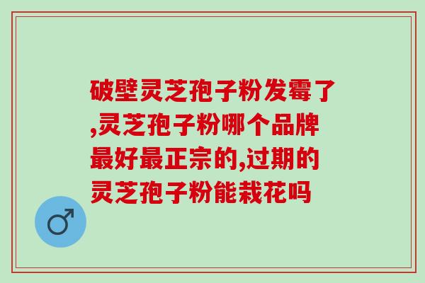 破壁灵芝孢子粉老年人什么样吃 (老年人怎样食用破壁灵芝孢子粉)