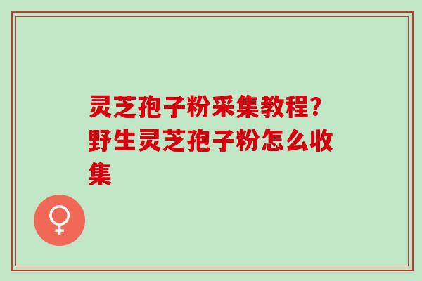 灵芝孢子粉采集教程？野生灵芝孢子粉怎么收集