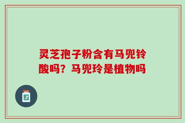 灵芝孢子粉含有马兜铃酸吗？马兜玲是植物吗