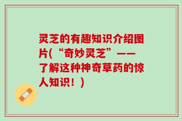 灵芝的有趣知识介绍图片(“奇妙灵芝”——了解这种神奇草药的惊人知识!) 灵芝的有趣知识介绍图片(“奇妙灵芝”——了解这种神奇草药的惊人知识!)