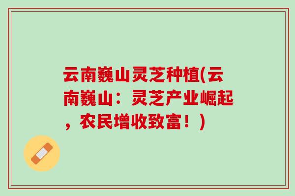 云南巍山灵芝种植(云南巍山：灵芝产业崛起，农民增收致富！)