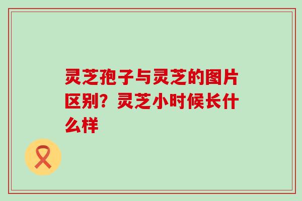 灵芝孢子与灵芝的图片区别？灵芝小时候长什么样