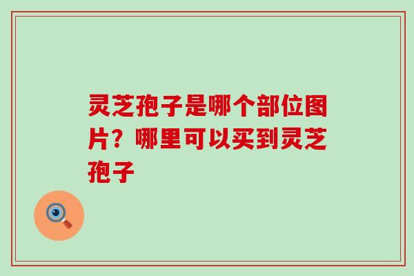 灵芝孢子是哪个部位图片？哪里可以买到灵芝孢子