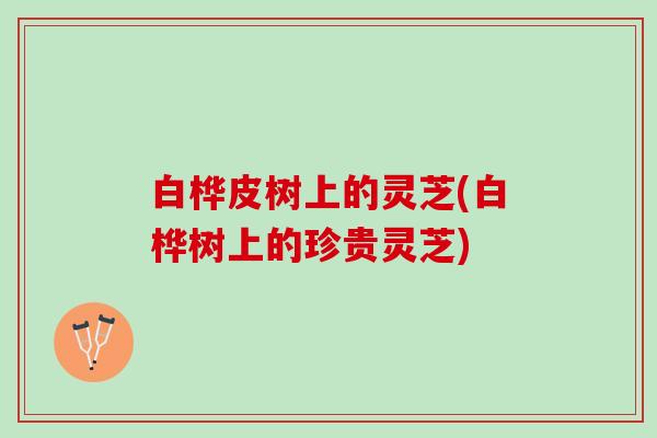 白桦皮树上的灵芝(白桦树上的珍贵灵芝)