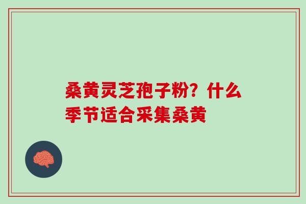 桑黄灵芝孢子粉？什么季节适合采集桑黄